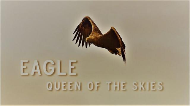 فيلم Eagle: Queen of The Skies 2021 مترجم