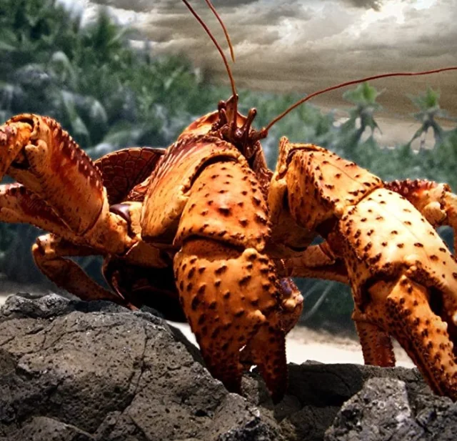 فيلم The Giant Robber Crab 2019 السلطعون السارق العملاق مترجم